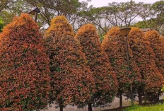 5 Rekomendasi Tanaman Pagar Rumah Terbaik: Cantik, Rapat, dan Mudah Dirawat! 