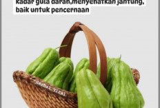 Labu Siam Rebus Ternyata Bukan Sayur Biasa, Khasiatnya Bikin Tubuh Lebih Fit