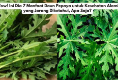 Wow! Ini Dia 7 Manfaat Daun Pepaya untuk Kesehatan Alami yang Jarang Diketahui, Apa Saja?