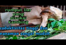 6 Jenis Rumput Liar yang Disukai Kambing untuk Panganan Alami, No 2 Paling Sering Dimakan!