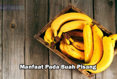 45 Manfaat Pisang untuk Kesehatan Serta Kecantikan dan Kehamilan Bagi Mama Muda