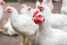 Update! 5 Warga Tabanan Jadi Tersangka Pengeroyokan Maling Ayam, Netizen Bandingkan dengan Desa Sukolilo Pati