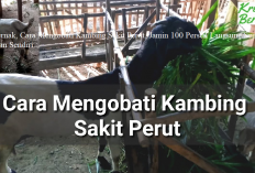 Info Ternak, Cara Mengobati Kambing Sakit Perut, Jamin 100 Persen Langsung Sembuh! Buktikan Sendiri...