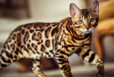 6 Fakta Unik Kucing Bengal yang Memiliki Corak Bulu Eksotis dan Memukau, Apa AJa?