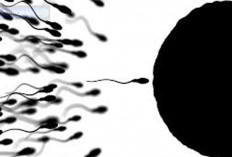 Memahami Alat Reproduksi Pria, Bukan Sekedar Untuk Pembuahan dan Kejantanan Semata