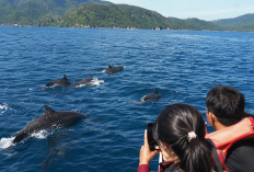 Liburan Murah ke Pantai Kiluan! Cuma 2 Hari 1 Malam Bisa Lihat Lumba-Lumba dari Dekat