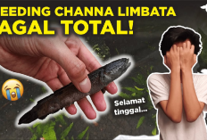 Kamu Harus Tau Nih! 9 faktor Penyebab Gagal Dalam Budidaya Ikan Channa, Apa Aja?