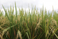 Berkah Ramadan! Harga Beras Turun Rp 2 Ribu/Kilogram, Stok Aman karena Beras Melimpah, Ini Gegaranya 