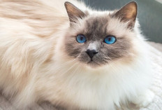 9 Fakta Menarik Seputar Kucing Siam, Ternyata Menjadi Salah Satu Peliharaan Kesayangan Raja Thailand...