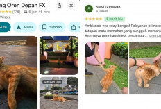 Gokil! Kucing Oren Viral di Depan Mall Sudirman Jadi Destinasi Favorit Jakarta Hingga Raih Bintang Lima