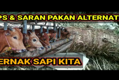Solusi Inovatif Dalam Peternakan Pakan Alternatif Dari Umbi Talas untuk Sapi, Gini Caranya!