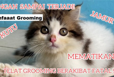 6 Manfaat Grooming Kucing Secara Rutin, Apakah Benar Dapat Menjaganya Tetap Sehat?