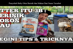 Owner Tau Gak, Penyebab Baby Otter Berisik dan Makna Dari Suara Tersebut? Cekidot!