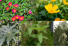 Kalo Ada Tanaman Seperti Ini, Jangan Dicabut! Ini Alasannya