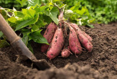 Jaga Kesehatan Tubuh Melalui 8 manfaat Ubi Jalar, Jangan Anggap Remeh yach?