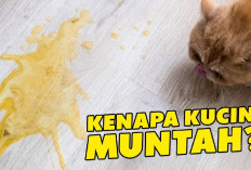 4 Manfaat Melakukan Grooming Pada Kucing Secara Rutin, Nomor 1 Dapat Menceganya Muntah Karena...