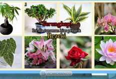 Pasti Belom Banyak yang Tau! Bunga yang Dapat Menarik Rezeki:Tanam dirumah Keberuntungan Mengalir