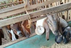 Resep Comboran Kering Untuk Pakan Kambing Agar Cepat Gemuk, Peternak Wajib Cobain! Jamin Ampuh dan Ekonomis...