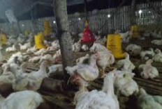 Info Ternak, Peternak Waspada 5 Faktor Penyebab Ayam Mati Mendadak, Berikut Tips Mengatasinya...