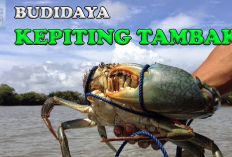 9 Tips Cara Budidaya Kepiting Tambak Dijamin Auto Cuan Gede, No 6 Perlu Diperhatikan!