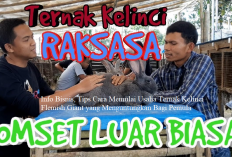 Info Bisnis, Tips Cara Memulai Usaha Ternak Kelinci Flemish Giant, Cuan Puluhan Juta 1 Kali Panen