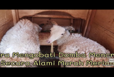 Mengatasi Domba Sakit Mencret, 8 Solusi untuk Masalah Pencernaan Pada Hewan Ternak, Ikuti Caranya Seperti Ini 