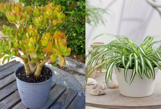 3 Tanaman Hias Cocok untuk Teras Rumah Minimalis, Anti Berantakan dan Hemat Perawatan