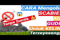 Bunny Lovers Harus Tau Nih! Cara Mengobati Kelinci Sakit Gudik Atau Scabies Tanpa di Suntik