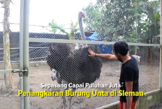 Auto Cuan! Harga Burung Unta Capai Puluhan Juta Sepasang, Berikut Cara Ternaknya...