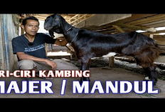 7 Ciri-Ciri Kambing Sakit Mandul Kenali Tanda-tanda yang Perlu Diobservasi, Gini Caranya!