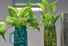 3 Rekomendasi Jenis Tanaman Hias Air di Botol yang Paling Mudah Dirawat Pemula! 