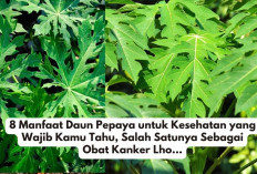 8 Manfaat Daun Pepaya untuk Kesehatan yang Wajib Kamu Tahu, Salah Satunya Sebagai Obat Kanker Lho...