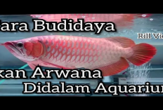 8 Tips Budidaya Ikan Arwana Untuk Pemula Di Jamin Sukses! Gini Caranya