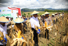 Istimewa! Gorontalo Jadi Sentra Jagung Nasional, Ini Langkah-Langkahnya