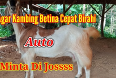 7 Cara Meningkatkan Birahi Pada Kambing Betina Agar Cepat Kawin Dan Beranak, Gini Solusinya!