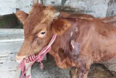 Info Ternak, 6 Faktor Penyebab Sapi Sakit, Peternak Wajib Waspada Biar Gak Rugi, Berikut Tipsnya...