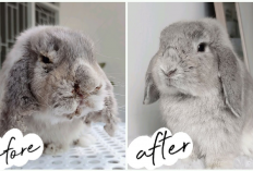 Dijamin Sembuh! 2 Cara Ampuh Mengobati Scabies Pada Kelinci, Apa Aja?