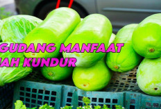 8 Manfaat Buah Kundur, Bisa Jadi Minuman Segar yang Lezat juga Menyehatkan, Berikut Ulasannya!