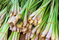 Bukan Sekedar Bumbu Dapur, Ini 12 Manfaat Serai Untuk Kesehatan