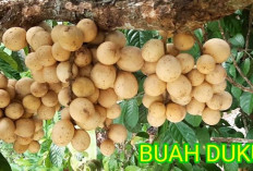 Jaraknya 3 Jam Dari Palembang, Ini Daerah Penghasil Buah Duku Manis Yang Banyak Dijual di Jakarta