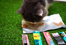 Cari Cemilan yang Kaya Protein? Berikut Rekomendasi 7 Makanan Ringan Untuk Anbulmu Jadikan Sebagai Snack