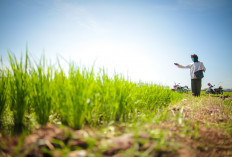 Top! Bulog Serap 3,7 Juta Ton Beras Petani, Siapkan 25 Ribu Gudang Lagi, Indonesia Pimpin Produksi Beras ASEAN