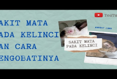 10 Tips Mengobati Kelinci yang Mengalami Sakit Mata, Kenali Gejala dan Cara Mengatasinya! 