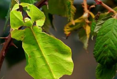 Memiliki Bentuk Tubuh Menyerupai Daun, Kamuflase 5 Hewan ini Pasti Bikin Kamu Bingung Membendakannya, Kenpa?