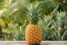 Jangan Sepelekan! Ini 5 Manfaat Nanas untuk Kolesterol, Buktikan Sekarang Buat Lindungi Jantungmu