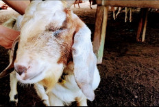 Manjur! Gini Cara Mengobati Kambing Sakit Mata dengan Obat Alami, Jamin Langsung Sembuh 100 Persen