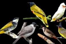 Kicau Mania Udah Tau Belum? Jenis Burung Kutilang yang Jarang Diketahui, Cekidot!