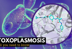 Penyakit yang Ditularkan Oleh Kucing Melalui Kotorannya, Sangat Berbahaya Untuk Ibu Hamil, Kok Bisa?