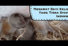 Wajib Tau! 6 Cara Merawat Bayi Kelinci yang Tidak Disusui Induknya, Begini Penjelasannya!