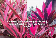 8 Manfaat Daun Hanjuang Merah yang Jarang Diketahui, Ternyata Ampuh Banget!